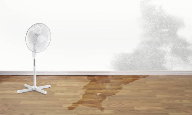 Best Professional water damage repair  in Mcallen, TX