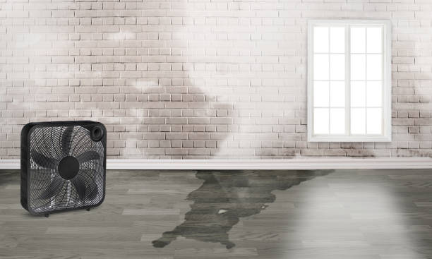 Best Sewage cleanup and water damage restoration  in Mcallen, TX